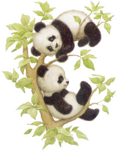 two pandas in a tree
